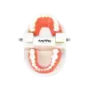 ANYWAY Doctor Demonstration Teeth Model , Teeth Template – High-Quality Dental Education Model
