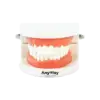 ANYWAY Doctor Demonstration Teeth Model , Teeth Template – High-Quality Dental Education Model